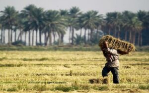 large-1-1-300x188 جفاف السنوات الماضية اخرج نصف الاراضي الزراعية من الخدمة