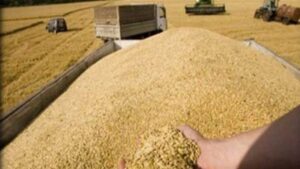 Doc-P-489988-638527455998823011-300x169 الخطة الزراعية لا تنتج هذا الرقم.. شكوك بـ"احتيال" وبيع حنطة مهربة إلى الدولة