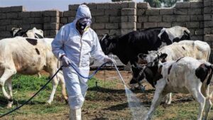 Doc-P-503385-638646603378522812-300x169 انخفاض أعداد الإصابات بالحمى النزفية في العراق.. إحصائية جديدة