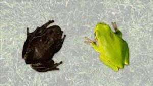 Doc-P-505843-638667344309098275-300x169 دراسة صادمة.. الضفادع في تشيرنوبل تغير لونها ولم تتأثر بالشيخوخة والتوتر