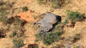 Doc-P-508284-638687990875712200-300x169 ما هو سبب النفوق الجماعي للفيلة؟