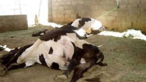 Doc-P-516740-638754226704171709-300x169 "باخرة افريقية".. تفاصيل جديدة حول انتشار مرض الحمى القلاعية في العراق